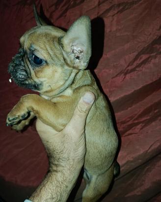 Bulldog francese