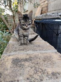 Gattino maschio di circa 1 mese