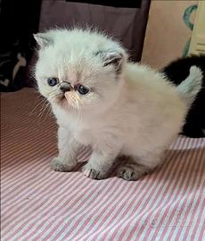 Exotic shorthair