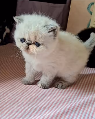 Exotic shorthair
