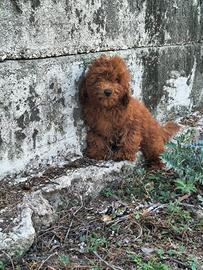 Barboncino nano con pedigree Enci