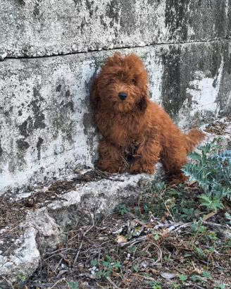 Barboncino nano con pedigree Enci