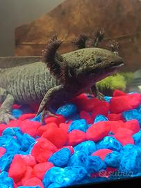 Axolotl adulti
