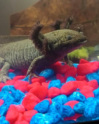 Axolotl adulti