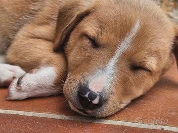 Cagnolina dolcissima (Coco)