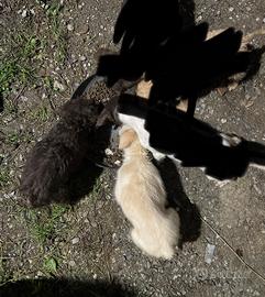 Cuccioli di bracco lagotto