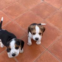 Beagle