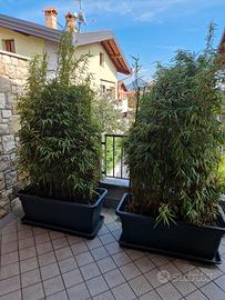 Vaso con pianta bamboo fargesia