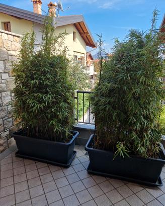 Vaso con pianta bamboo fargesia