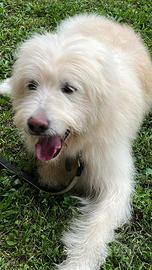 Aramis, mix maremmano/spinone