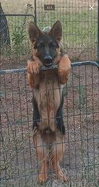 Cucciolo pastore tedesco maschio