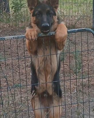 Cucciolo pastore tedesco maschio
