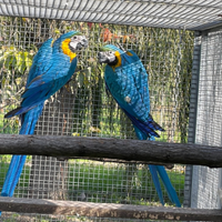 Coppia pappagalli Ara Ararauna
