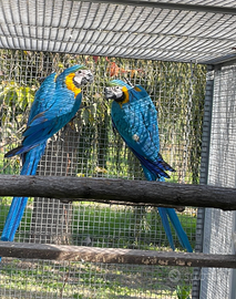 Coppia pappagalli Ara Ararauna