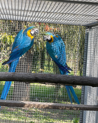 Coppia pappagalli Ara Ararauna