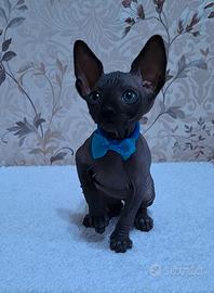 Cuccioli di sphynx trasporto in tutta italia