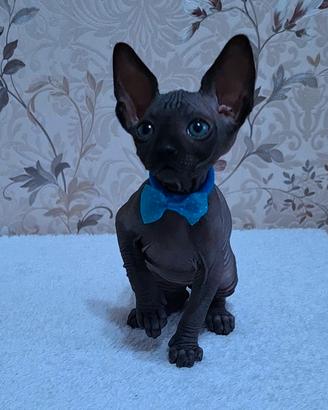 Cuccioli di sphynx trasporto in tutta italia