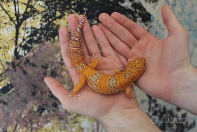 Geco leopardino