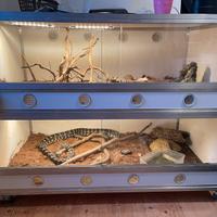 1 Serpente con doppia teca completa