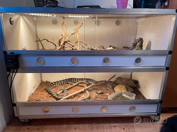 1 Serpente con doppia teca completa