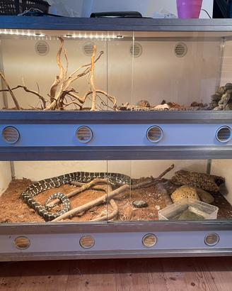 1 Serpente con doppia teca completa