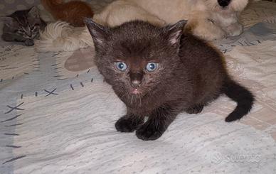 Gattini