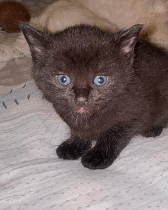 Gattini