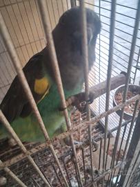 Pappagalli poicephalus meyer
