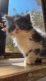 Cucciola persiana BLU/white femminuccia