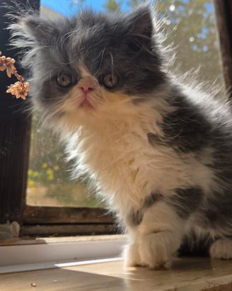 Cucciola persiana BLU/white femminuccia