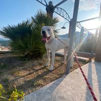 Dogo Argentino