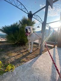 Dogo Argentino