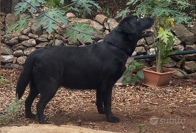Cuccioli Labrador cioccolato e nero con pedigree