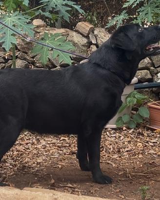 Cuccioli Labrador cioccolato e nero con pedigree