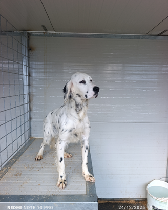 Setter inglese