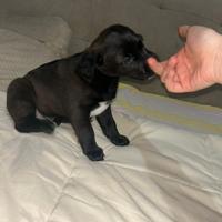 Cani di razza miticio