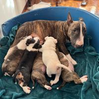 Bull terrier miniature Cuccioli