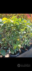 piante di limone