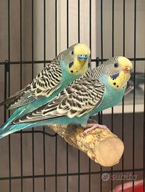 Coppia cocorite con gabbia