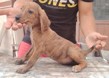 Caccia Terrier