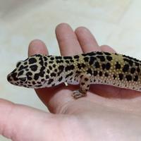 Geco leopardino