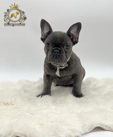 Esclusiva Principessina Bulldog Francese Total Blu