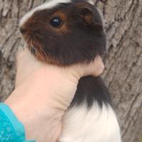 Cavia peruviana porcellino d'india