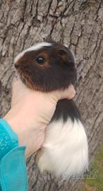 Cavia peruviana porcellino d'india