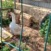 Oca maschio 25 euro i faraoni maschi di 8 20 euro