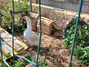 Oca maschio 25 euro i faraoni maschi di 8 20 euro