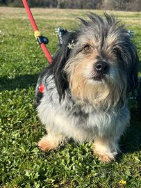 SIC un cagnolino speciale da adottare