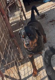 Rottweiler