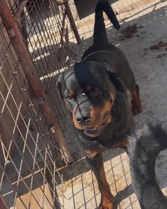 Rottweiler