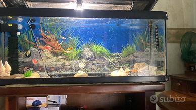 Acquario